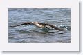 Blue-footed Booby taking off